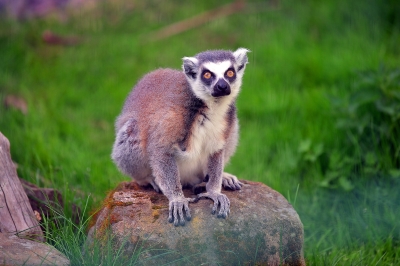 Ogród Zoologiczny w Łącznej potrzebuje pomocy. Brakuje pieniędzy na karmę - 0