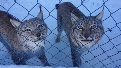 Ogród Zoologiczny w Łącznej potrzebuje pomocy. Brakuje pieniędzy na karmę - 1
