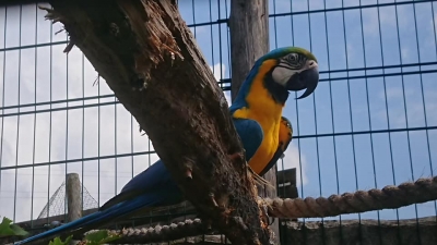 Ogród Zoologiczny w Łącznej potrzebuje pomocy. Brakuje pieniędzy na karmę - 2