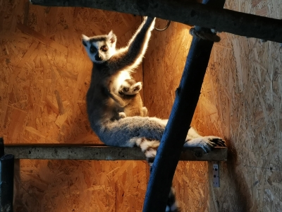 Ogród Zoologiczny w Łącznej potrzebuje pomocy. Brakuje pieniędzy na karmę - 3