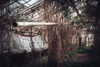 GALERIA: Wrocławski Angkor  - 6