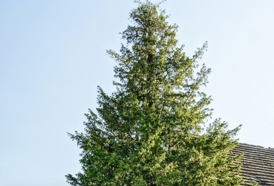 Cztery lata zabiegów. Uratowali najstarsze drzewo w Polsce
