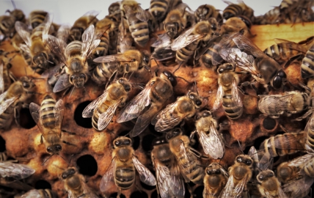 "To my potrzebujemy pszczół, a nie one nas". Na Śródmieściu powstanie pasieka - fot. Radio Wrocław