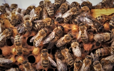 "To my potrzebujemy pszczół, a nie one nas". Na Śródmieściu powstanie pasieka