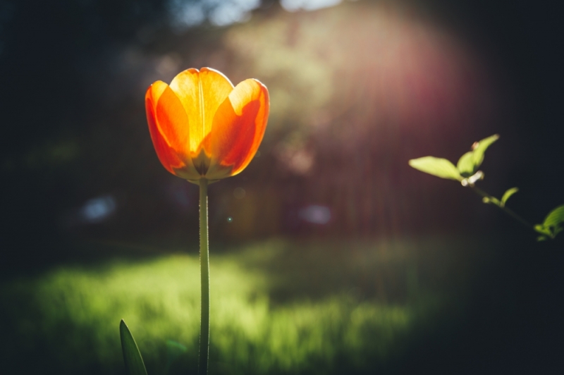 ZDJĘCIE DNIA: Naturalnie... tulipan - fot. Patrycja Dzwonkowska
