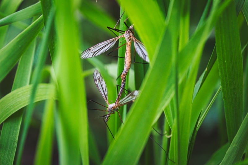 Jerzyki na pomoc w walce z komarami - fot. pixabay (zdjęcie ilustracyjne)