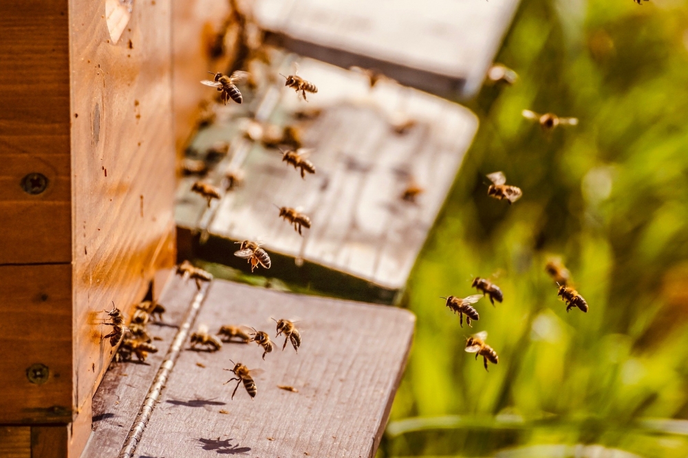 Pszczelarze złapali złodzieja uli - fot. pixabay (zdjęcie ilustracyjne)