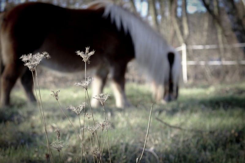 Zdjęcie dnia: Koń, jaki jest, każdy widzi - fot. Patrycja Dzwonkowska