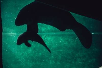 Kolejne urodziny we wrocławskim ogrodzie zoologicznym (ZOBACZ)
