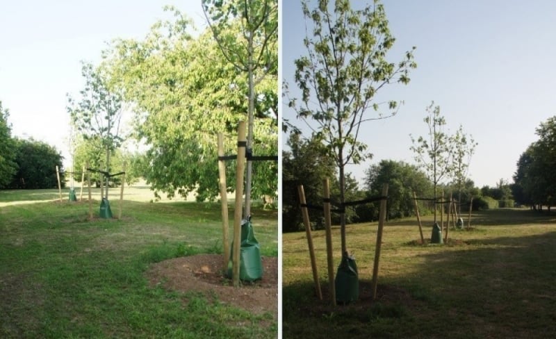 Legnica chroni drzewa przed suszą - fot. UM Legnica