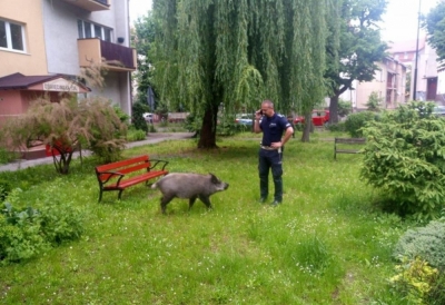 Dziki amator cudzej własności. Ukradł i zjadł dzieciom pierogi