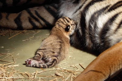 Mały tygrys z wrocławskiego ZOO czeka na pierwsze badania