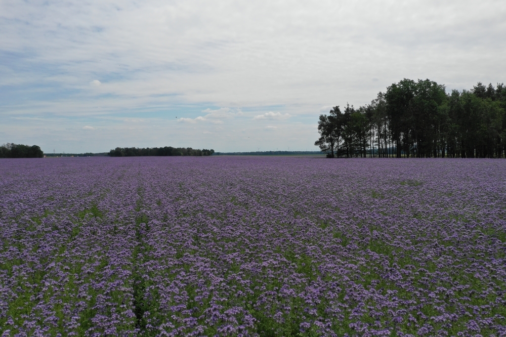 30 hektarów kwiatów. Rosną w okolicach Szczytnicy przy A4 - fot. Andrzej Andrzejewski