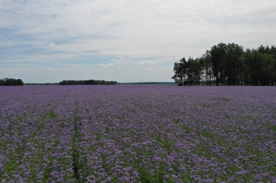30 hektar&oacute;w kwiat&oacute;w. Rosną w okolicach Szczytnicy przy A4