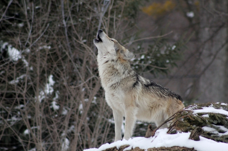 Powiększyła się rodzina wilków w rejonie Wałbrzycha [ZOBACZ] - fot. Pixabay (zdjęcie ilustracyjne)