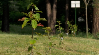 Jelenia Góra: Blisko 100 drzew zostało posadzonych w parku na Wzgórzu Kościuszki