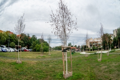Mieszkańcy Ołtaszyna wywalczyli drzewa dla osiedla
