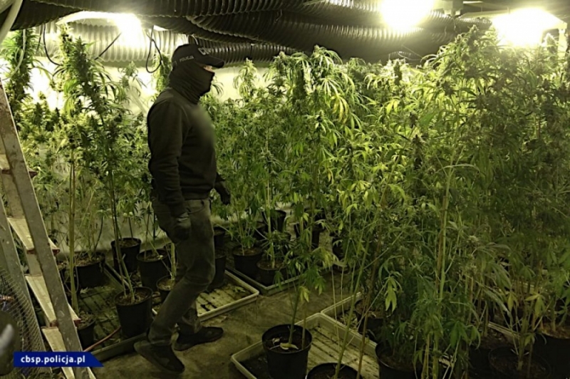 CBŚP: Zlikwidowano plantację konopi, rośliny sięgały nawet 2 metrów - fot: CBŚP