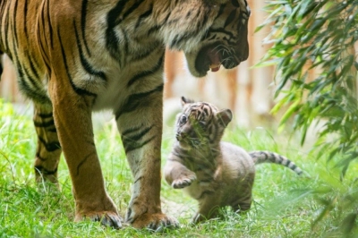 Mała tygrysica z Wrocławia stawia pierwsze kroki [FOTO]