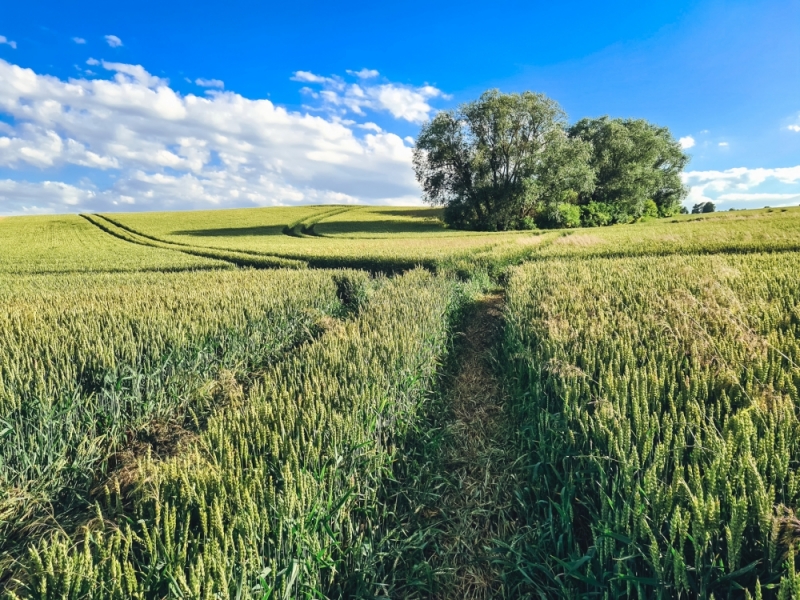 Zdjęcie dnia: Agrowczasy - fot. Patrycja Dzwonkowska