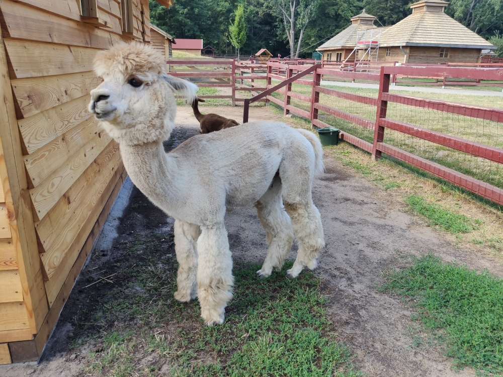 Szampan z misją specjalną w lubińskim zoo - Fot. Karolina Kurczab