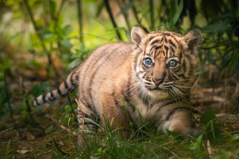 Suria - tak ma na imię mała tygrysica z wrocławskiego zoo - fot. mat.prasowe