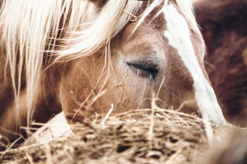 Niecodzienne odwiedziny. Wstała rano i zobaczyła... konia za oknem - zdjęcie ilustracyjne: fot. Patrycja Dzwonkowska