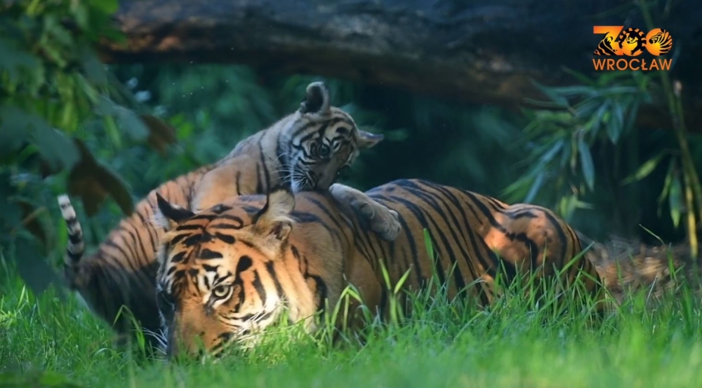Tygrysiczka Surii uczy się polować [WIDEO] - fot. ZOO Wrocław