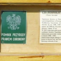 Cis z Henrykowa 