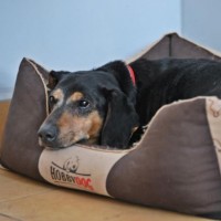 Schronisko fundacji Pod Psią Gwiazdą w Kłodzku