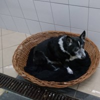 Schronisko dla zwierząt w Przylasku koło Lubania