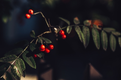 Tutaj możesz wybrać ulubioną porę roku [FOTOSPACER] - 4