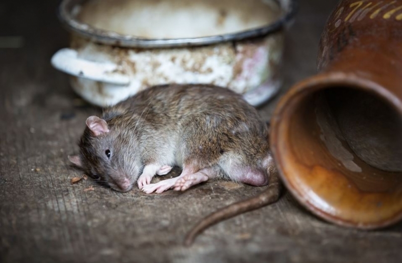 Szczury nie dają spokoju mieszkańcom wrocławskiego Nadodrza - fot. Pixabay