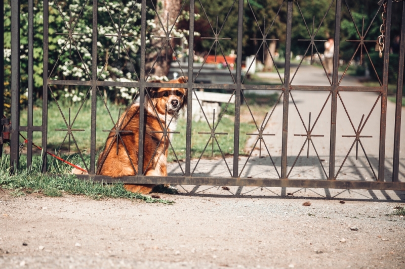 Psy też mają swojego wirusa? Wrocławscy właściciele są zaniepokojeni - fot. Patrycja Dzwonkowska