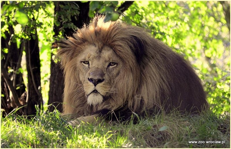 Nie żyje lew z wrocławskiego ogrodu zoologicznego - (fot. zoo we Wrocławiu)