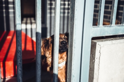 Wrocław:  Ekostraż chce wybudować wybieg dla uratowanych psów
