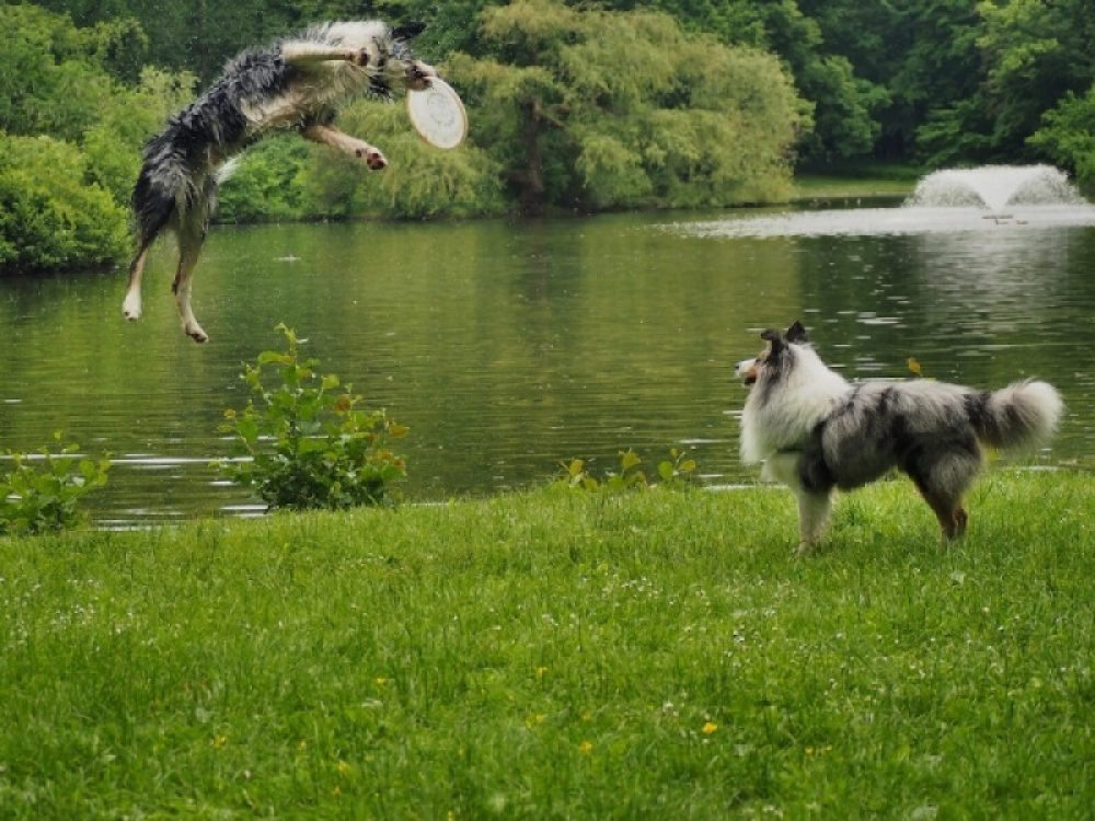 Zawody latających psów we wrocławskim Parku Południowym  - fot. latajacepsy.pl