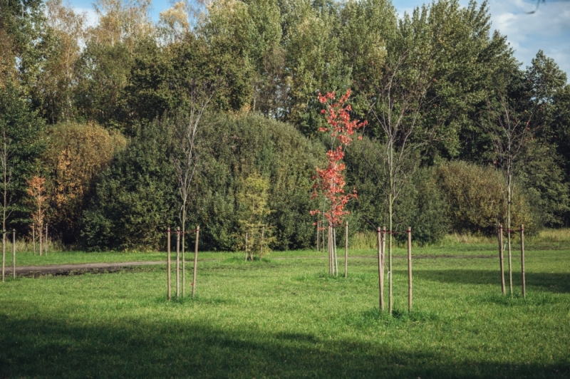 Ponad 300 najmłodszych mieszkańców Wrocławia ma już swoje drzewa - fot. Patrycja Dzwonkowska