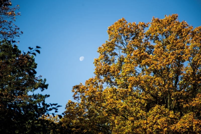 Złota i karmazynowa. Jesień w Parku Szczytnickim [FOTOSPACER] - fot. Patrycja Dzwonkowska