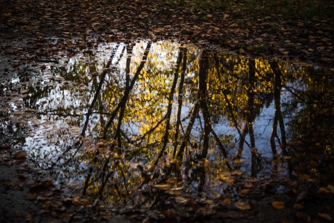 Złota i karmazynowa. Jesień w Parku Szczytnickim [FOTOSPACER] - 8
