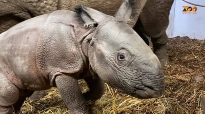W zoo urodził się nosorożec indyjski