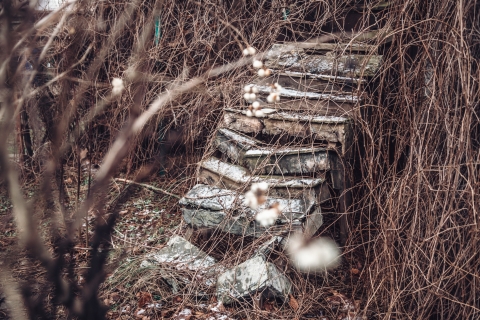 Psy nad drzwiami i głowa ze ściany. Na ul. Kochanowskiego się uśmiechniesz [FOTOSPACER] - 3