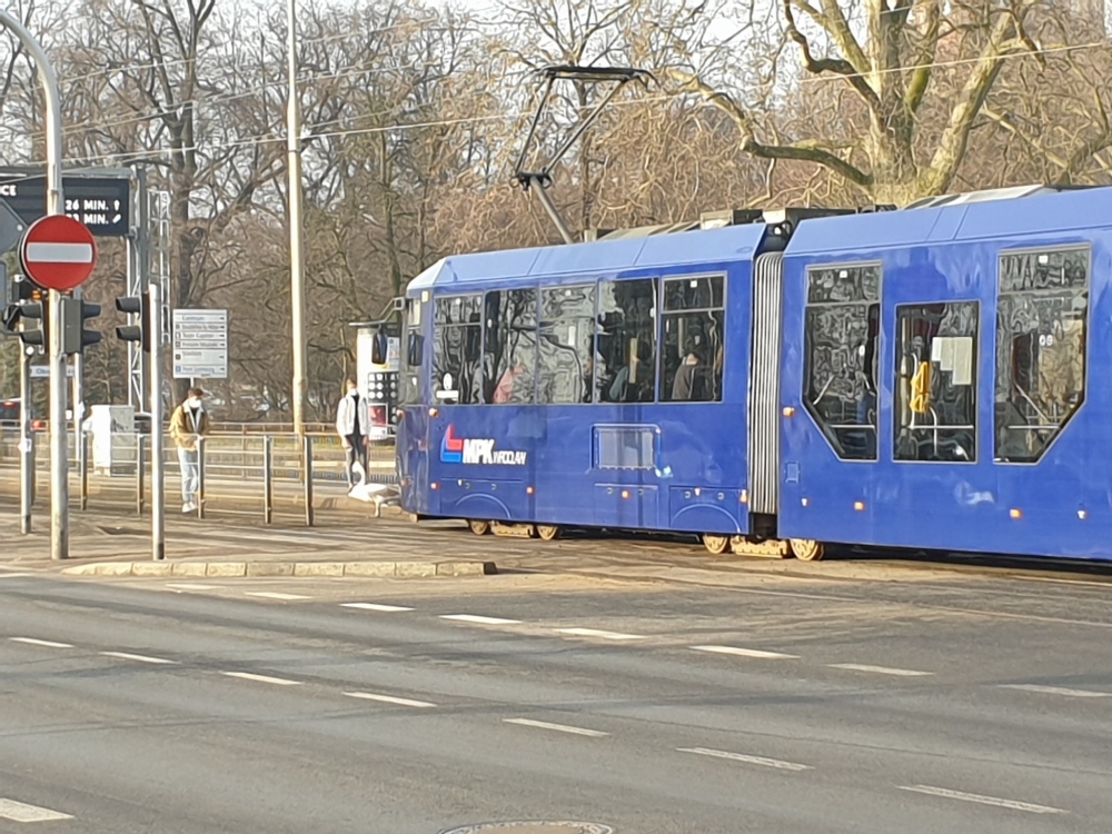 Łabędź zatrzymał wrocławskie tramwaje [FOTO] - fot. Bartosz Wawrzyńczyk