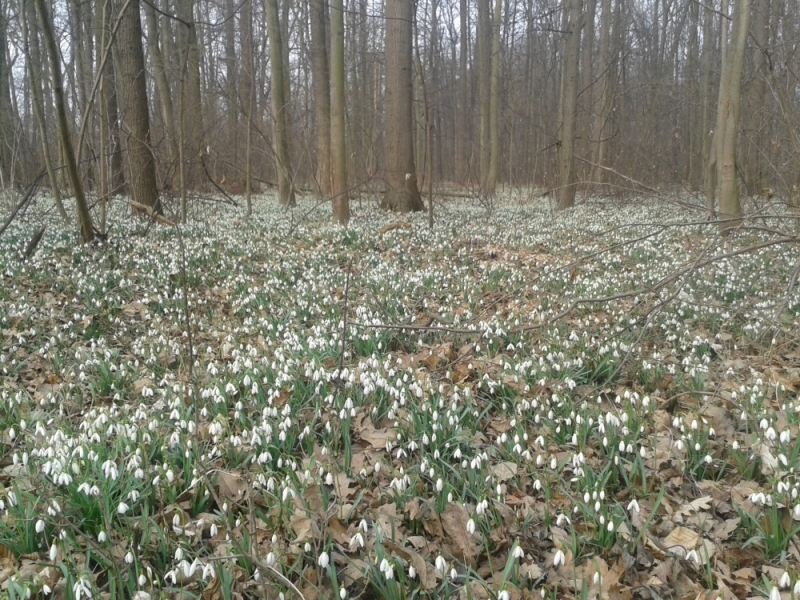 Nadchodzi wiosna. Pod Żarowem zakwitło kilka hektarów przebiśniegów  - fot. Barbara Szeligowska