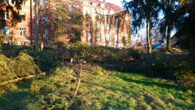 Czy wycinka drzew w Bolesławcu była legalna?