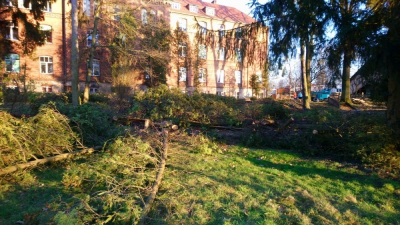 Czy wycinka drzew w Bolesławcu była legalna? - fot. Tadeusz Łasica