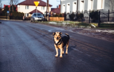 Szukają domu dla zwierzak&oacute;w i fotografa, kt&oacute;ry zdokumentuje ich historie