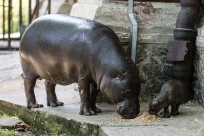 Świąteczny jadłospis zwierząt z wrocławskiego zoo