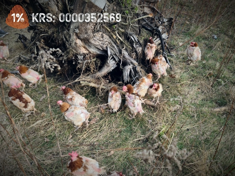 Ledwo żywe kurki wyrzucone do lasu pod Trzebnicą - fot. Ekostraż