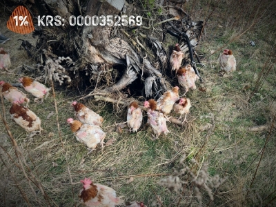 Ledwo żywe kurki wyrzucone do lasu pod Trzebnicą